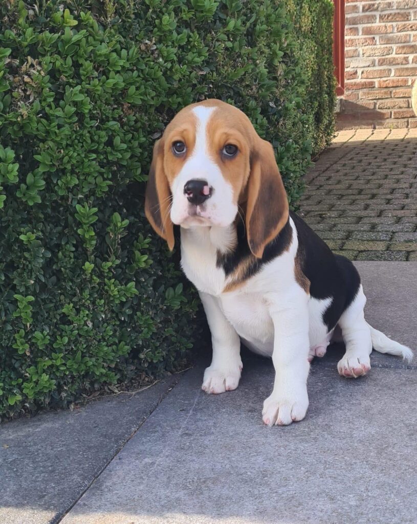 Een Beagle kopen: dit zijn de stappen die je moet nemen