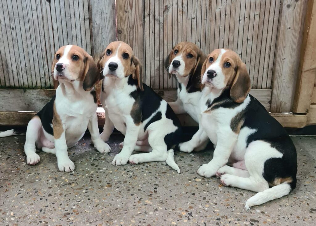 Uiterlijke kenmerken Beagle