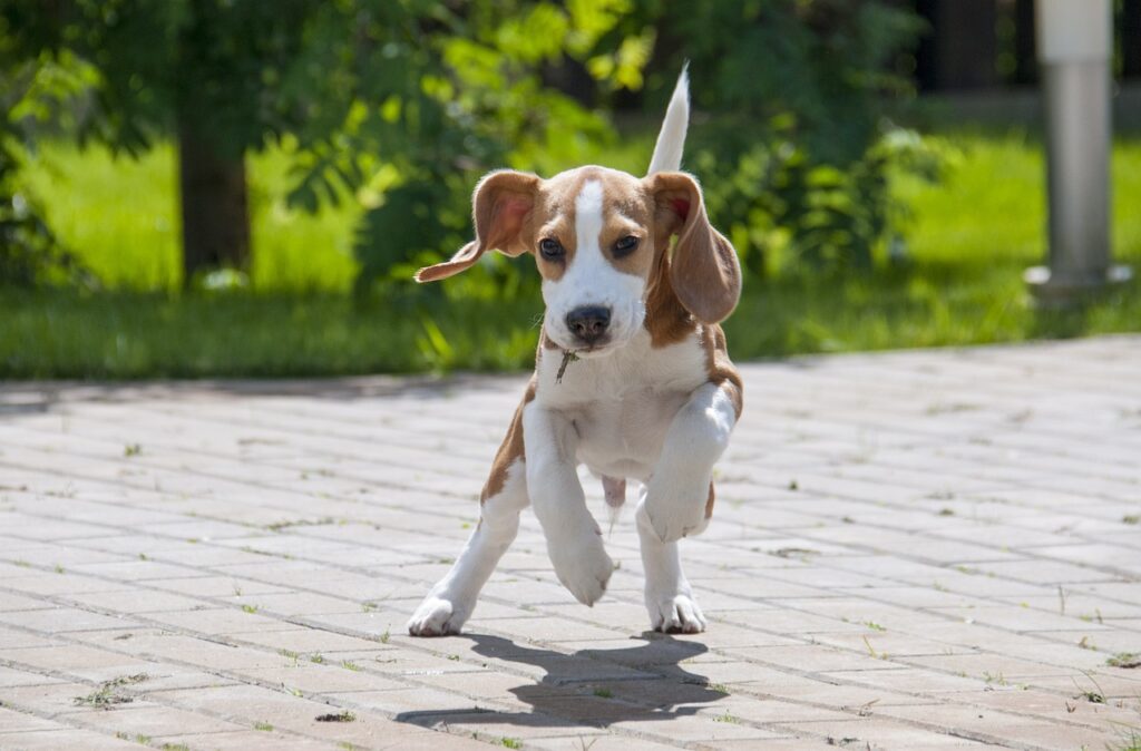 Karaktereigenschappen van een Beagle