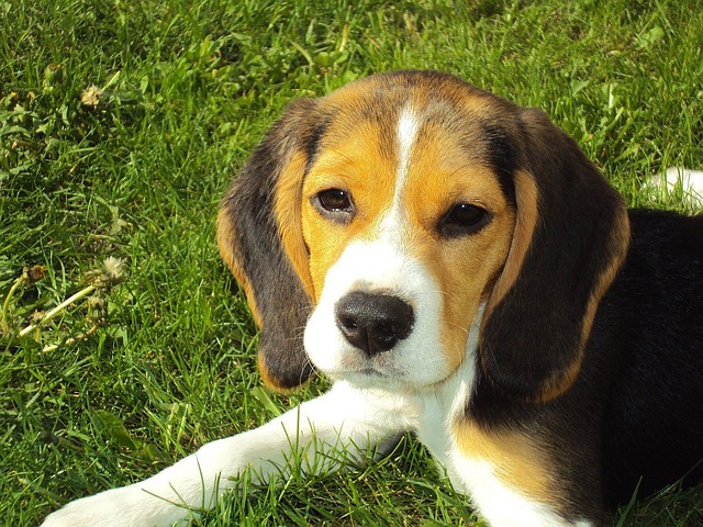Gezondheid en levensverwachting Beagle
