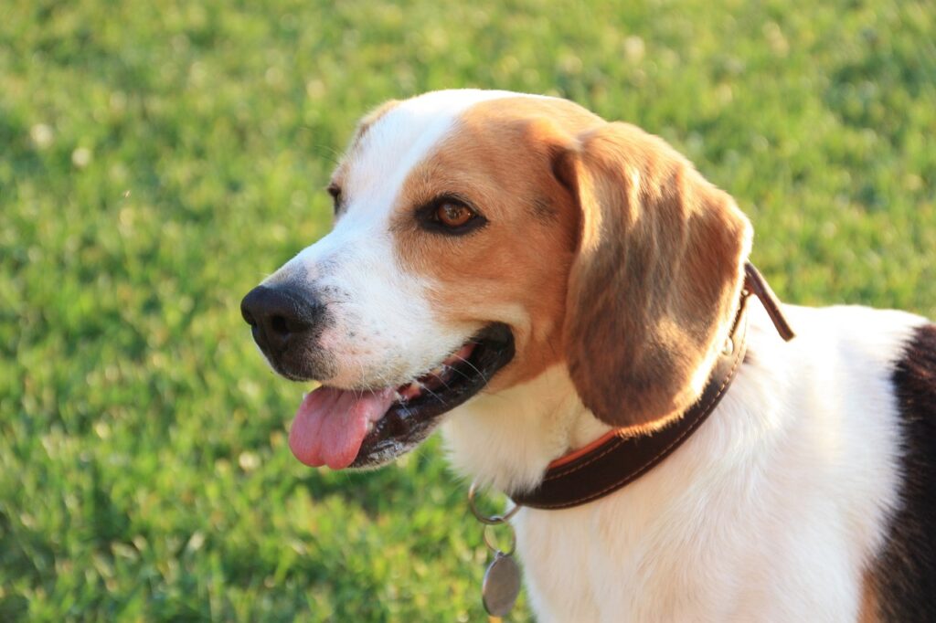 Karaktereigenschappen van een Beagle