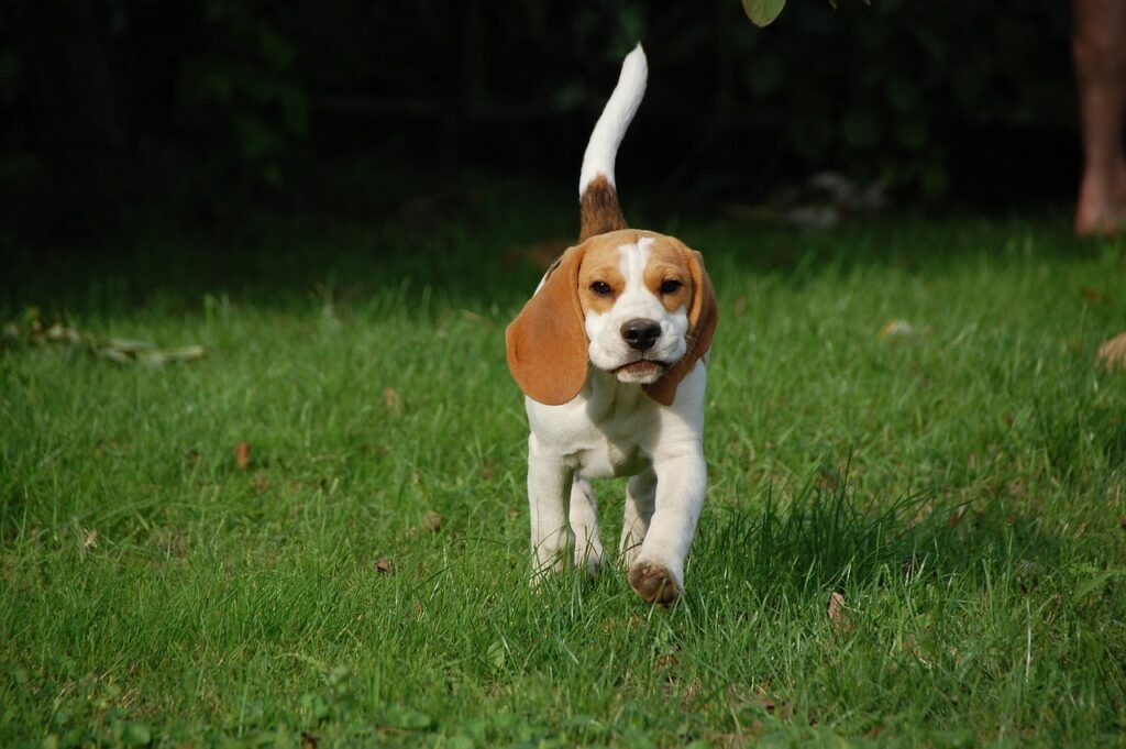 Beagle puppy